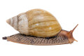 Lissachatina immaculata ssp South Africa albino shell adult